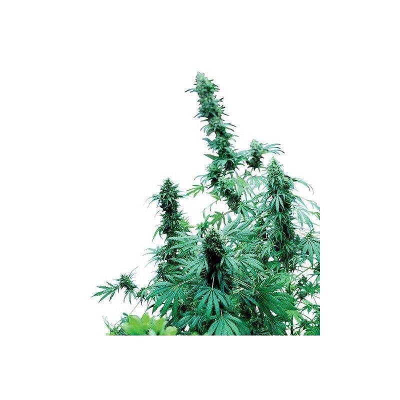 EARLY SKUNK EARLY SKUNK