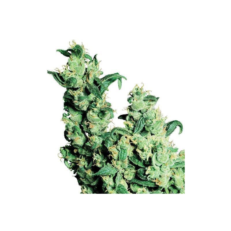 JACK HERER