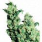 JACK HERER