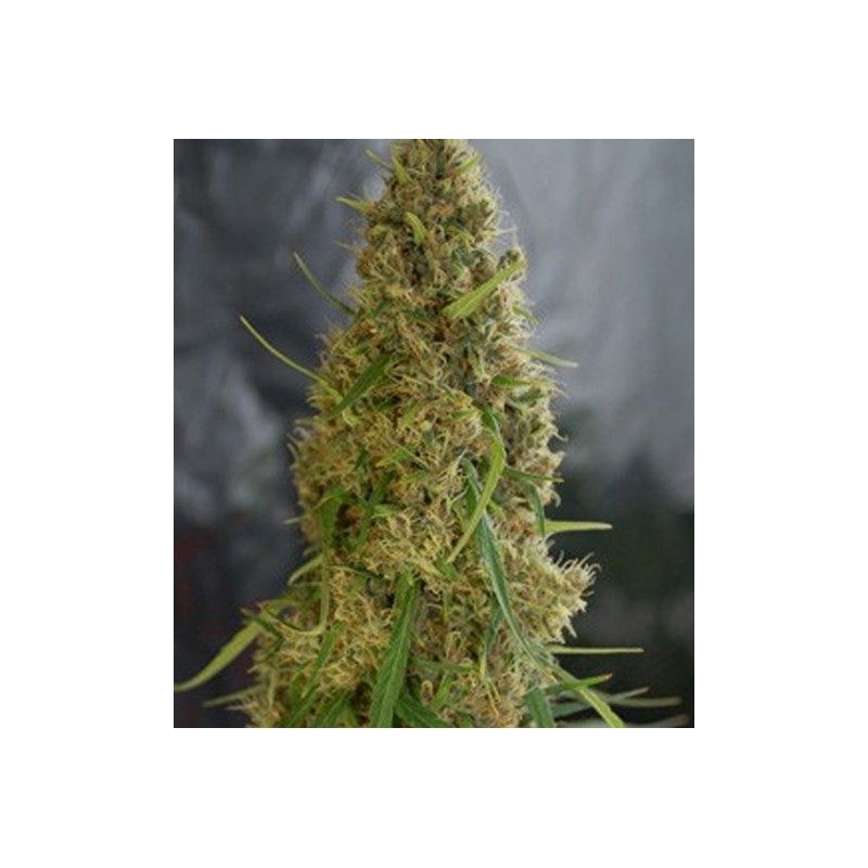 JACK HERER X WHITE WIDOW