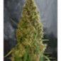 JACK HERER X WHITE WIDOW