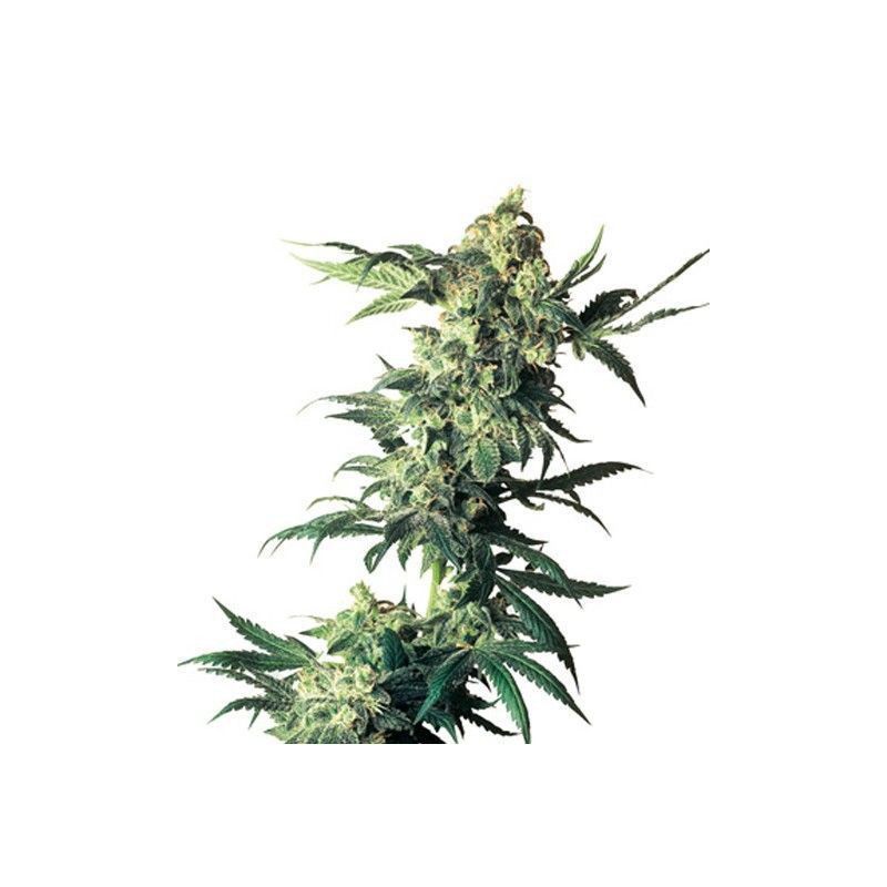 NORTHERN LIGHTS