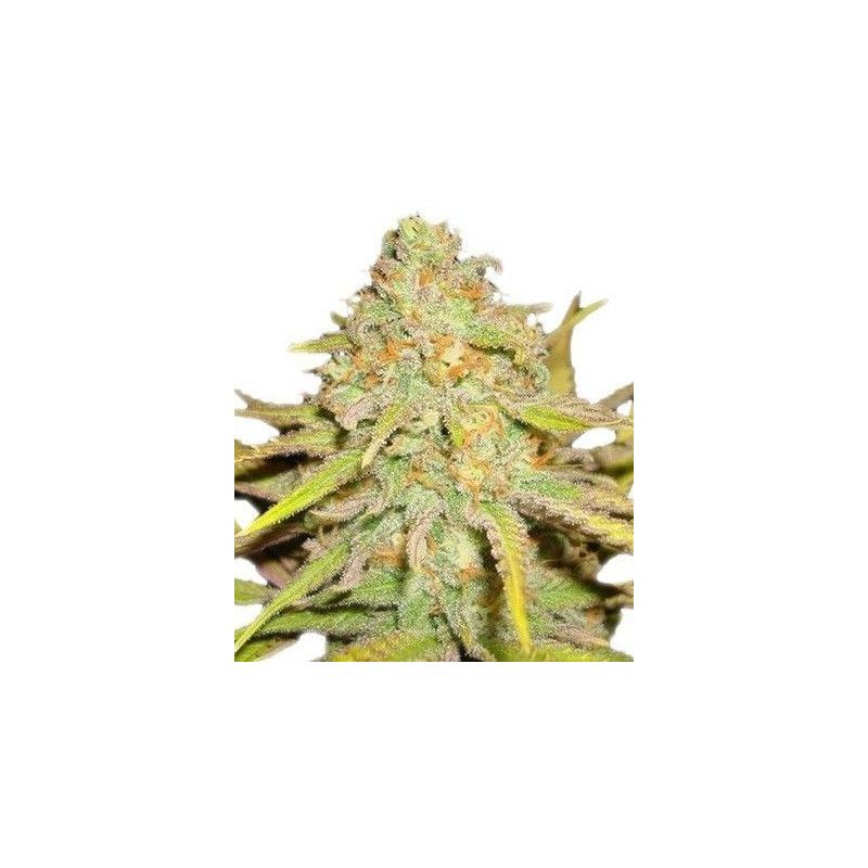 OG KUSH