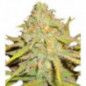 OG KUSH