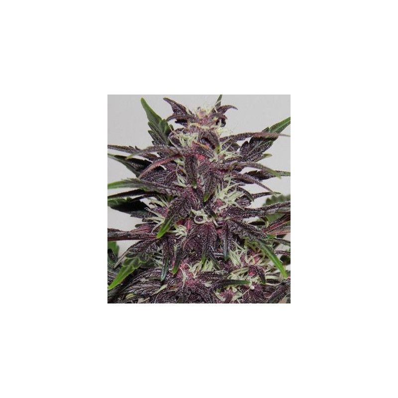PURPLE KUSH