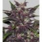 PURPLE KUSH