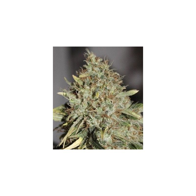 SKUNK WIDOW