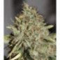 SKUNK WIDOW