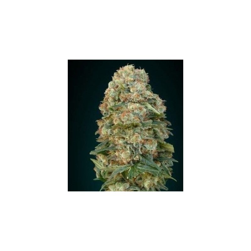 SUPER AFGHAN