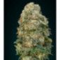 SUPER AFGHAN