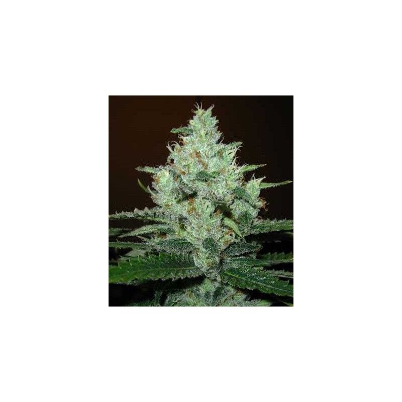 SUPER LEMON HAZE