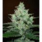 SUPER LEMON HAZE
