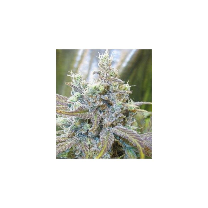 SUPER SILVER HAZE