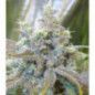 SUPER SILVER HAZE