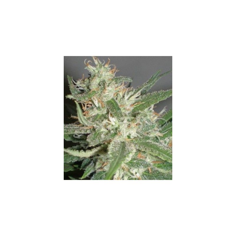 WHITE AMNESIA WHITE AMNESIA