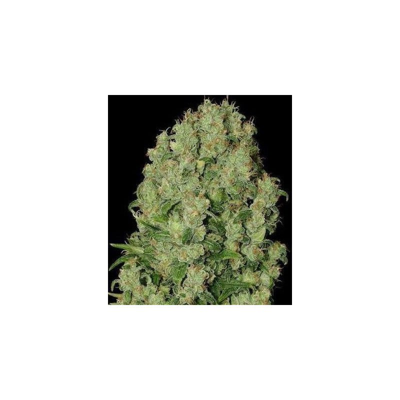 WHITE RUSSIAN