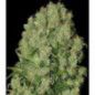 WHITE RUSSIAN