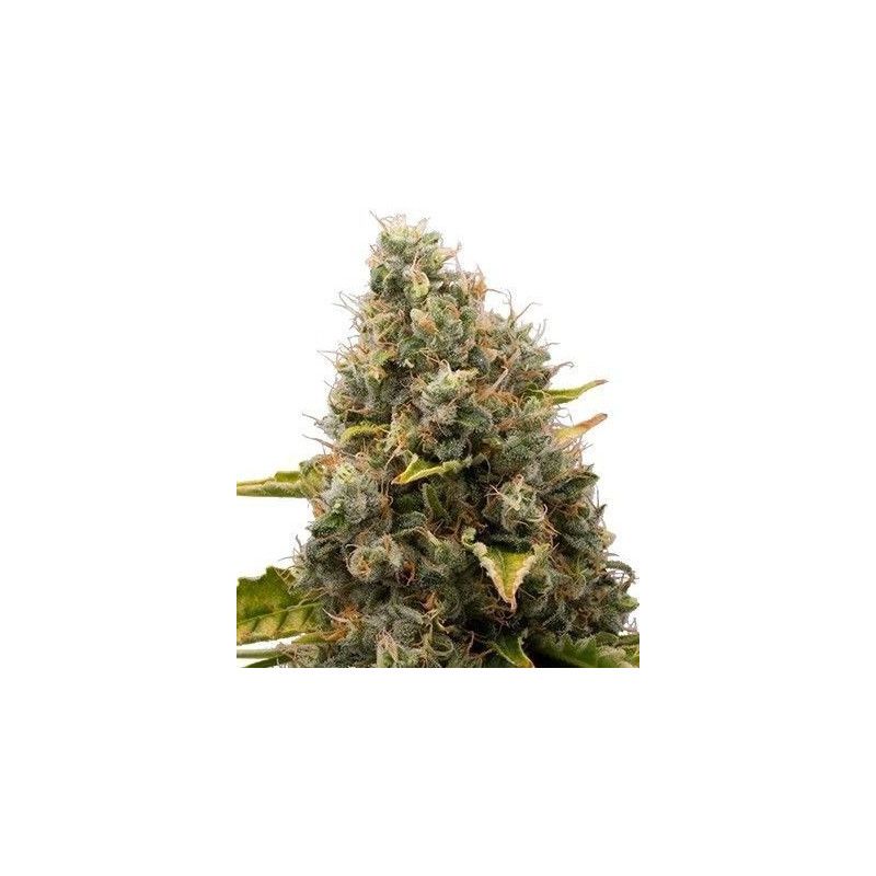 WHITE WIDOW