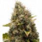 WHITE WIDOW