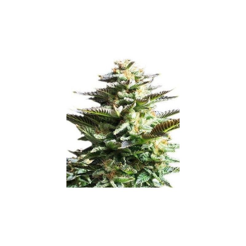 AMNESIA HAZE