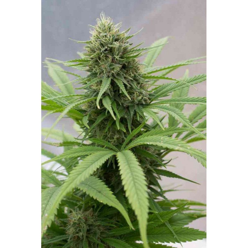 SEMILLAS MEDICINALES DE CBD