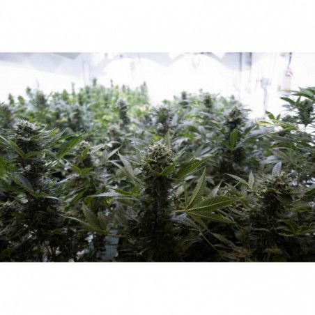 SEMILLAS MEDICINALES DE CBD
