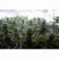 SEMILLAS MEDICINALES DE CBD