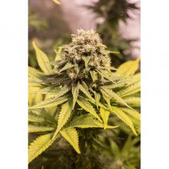 Genotipo:Indica:3:1