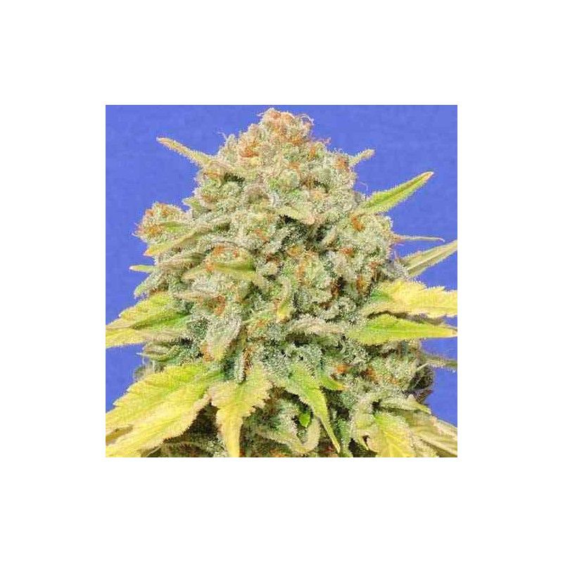 ZKITTLEZ