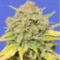 ZKITTLEZ