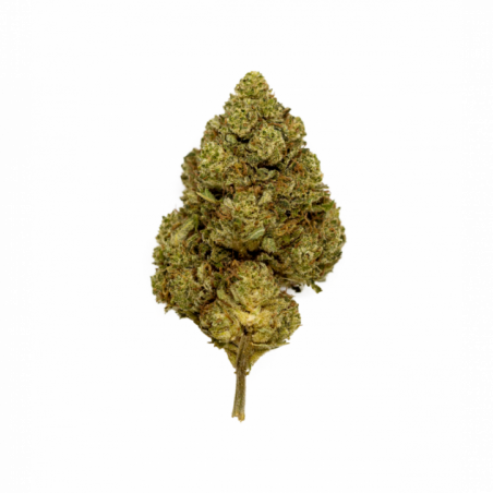 FLORES APPLE JACK 3G XUXES